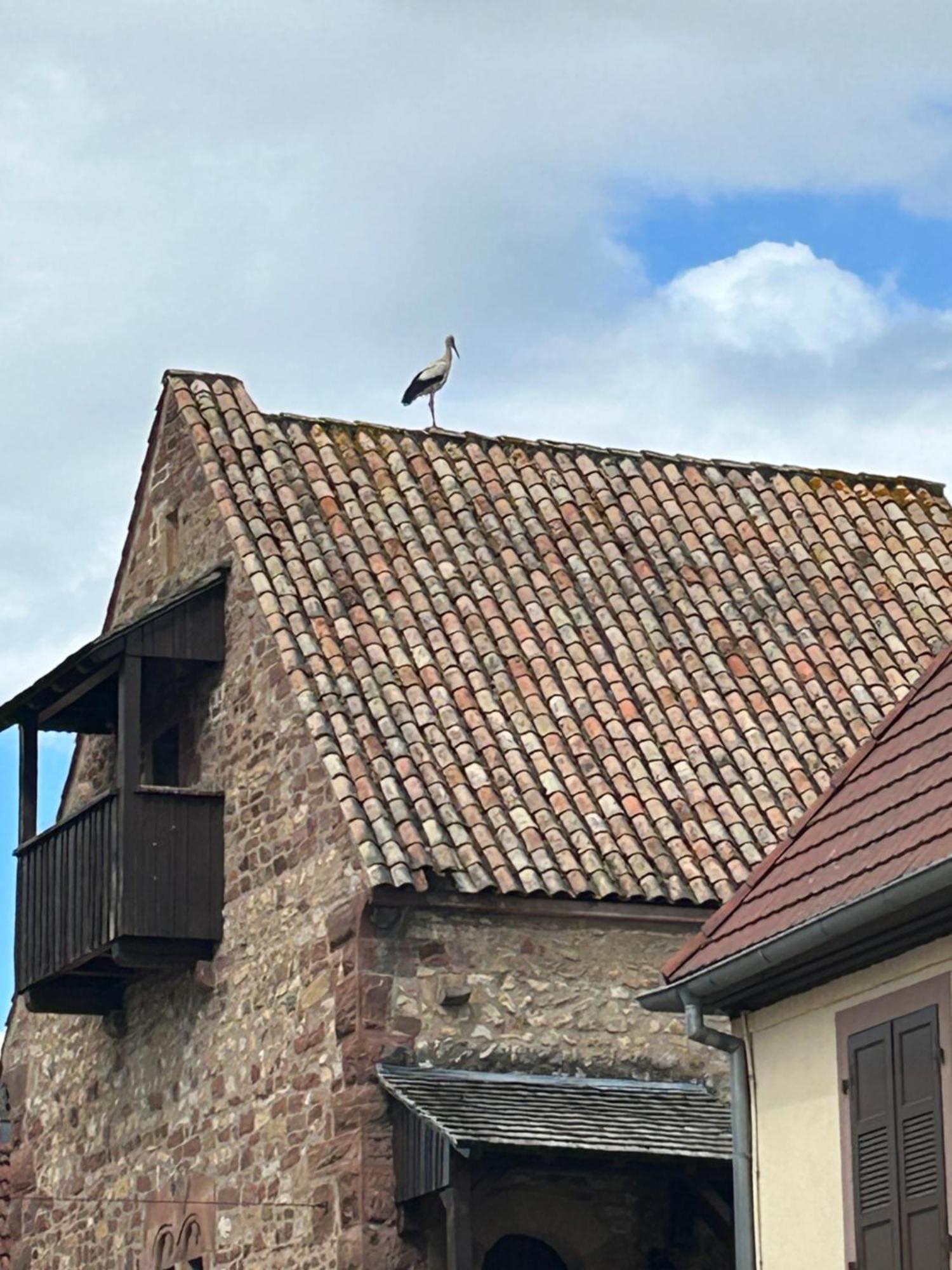 Maison Alsacienne Renovee Séjour chez l'habitant Rosheim